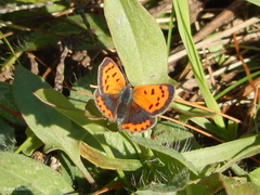 Lycaena phlaeas hypophlaeas
