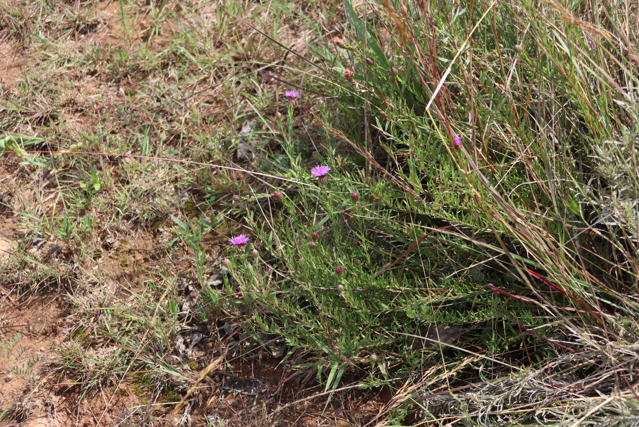 Vernonia bainesii