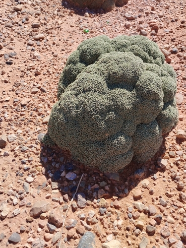 Anabasis aretioides