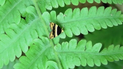 Choreutis basalis