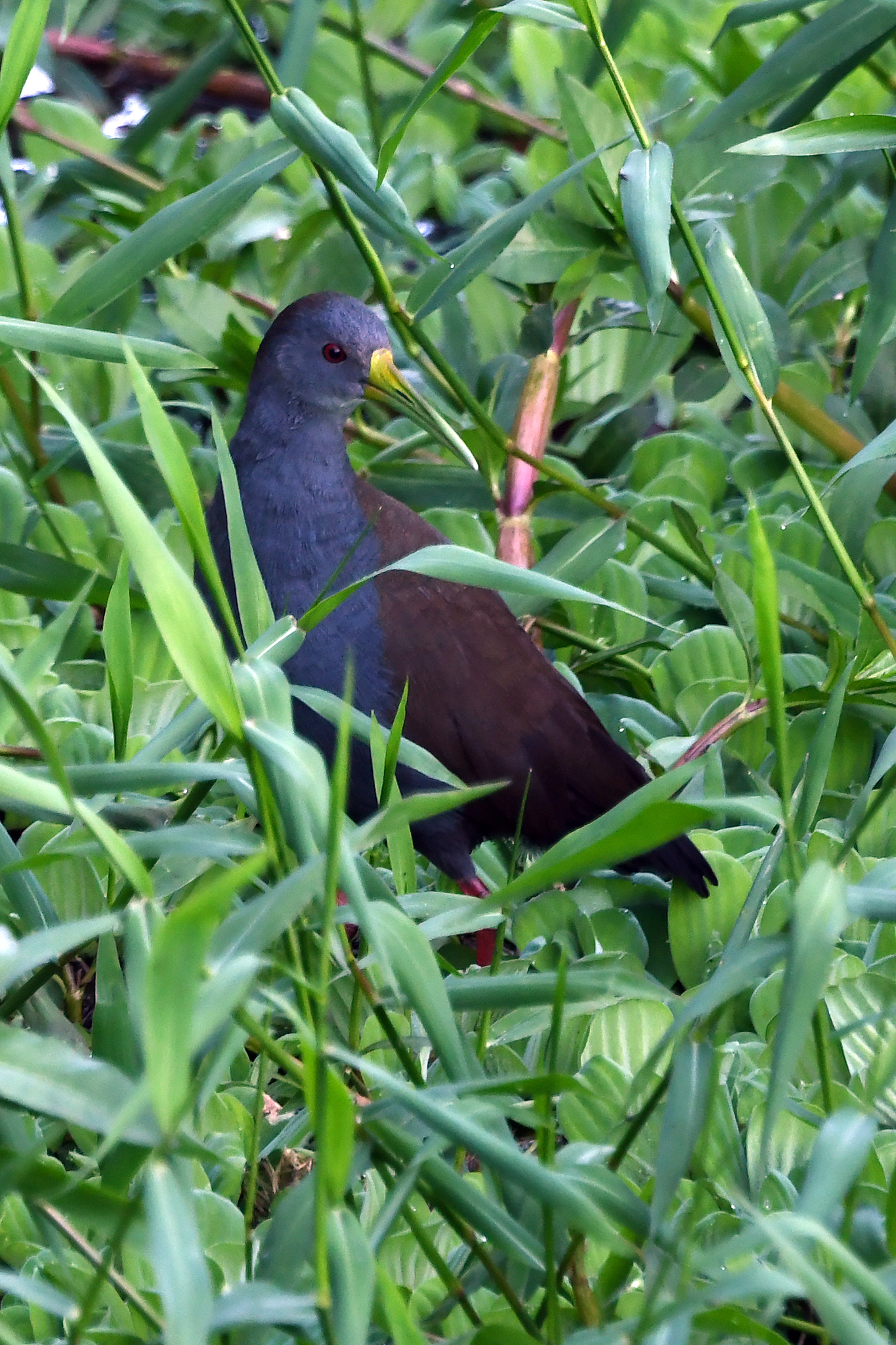 Blackish Rail (Pardirallus nigricans)