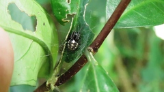 Araneus ejusmodi