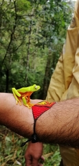 Warty Leaf Frog photo 1