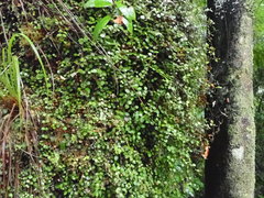 Metrosideros carminea