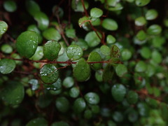 Metrosideros carminea