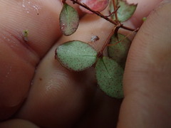 Metrosideros carminea