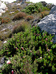 Protea venusta