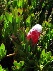 Protea venusta
