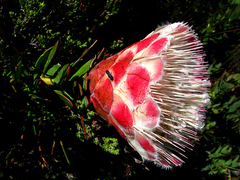Protea venusta