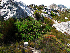 Protea venusta