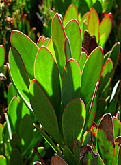 Protea venusta