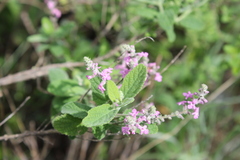 Aloysia macrostachya