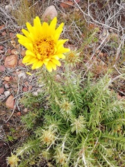 Berkheya angustifolia