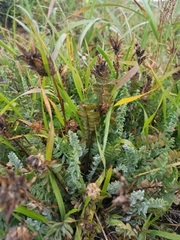 Oxytropis erecta