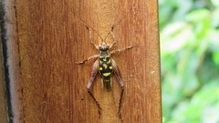 Cardiodactylus guttulus