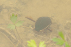 Cybister lateralimarginalis