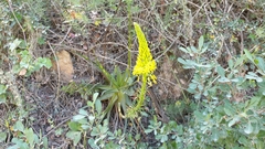 Bulbine latifolia