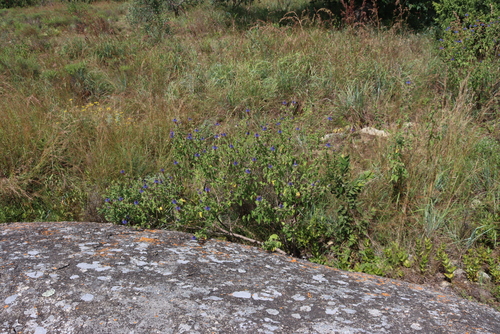 Coleus livingstonei, photograph 6