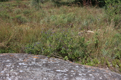 Coleus livingstonei, photograph (c) Tony Rebelo, some rights reserved (CC BY-SA)