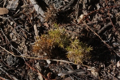 Galium andrewsii