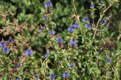 Coleus livingstonei, photograph (c) Tony Rebelo, some rights reserved (CC BY-SA)