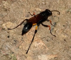 Sceliphron javanum