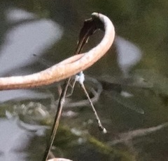 Lestes praemorsus decipiens