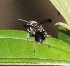 Ropalidia sumatrae