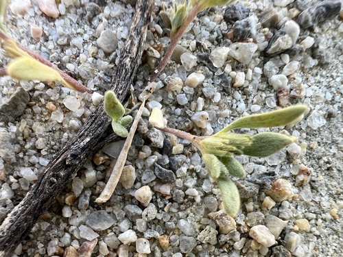 dwarf purple mat (Nama depressa)