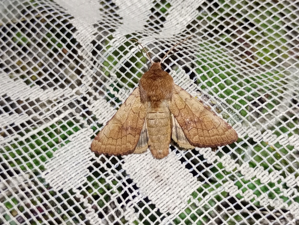 Sideridis lampra