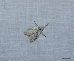 Calliteara horsfieldii