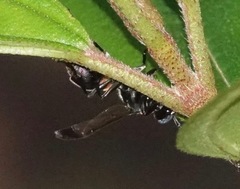 Ropalidia sumatrae