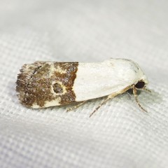 Ponometia elegantula