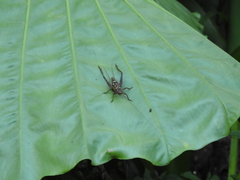 Cardiodactylus guttulus