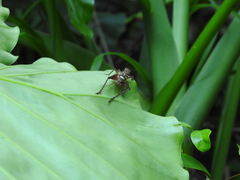 Cardiodactylus guttulus