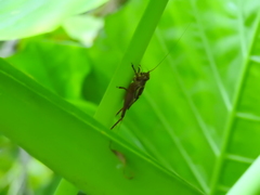Cardiodactylus guttulus