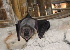 Platalina genovensium