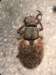 Strophosoma capitatum