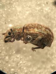 Strophosoma capitatum