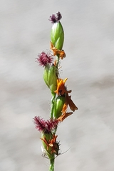 Panicum deustum