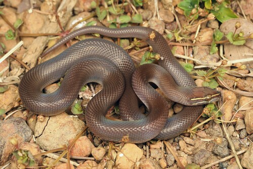 Photo of a Striped House Snake (Boaedon lineatus)