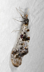 Periclystus circuiter