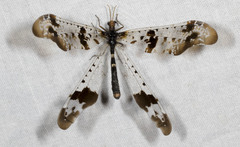 Periclystus circuiter