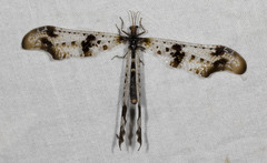 Periclystus circuiter