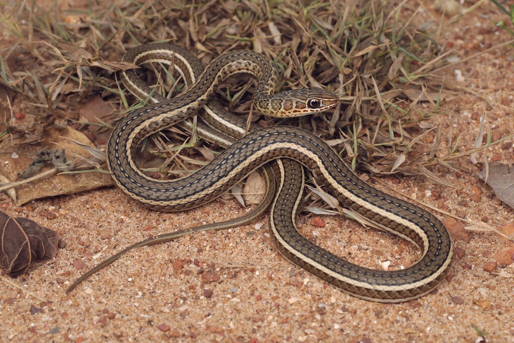 West-African Whip Snake