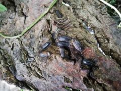 Oniscus asellus