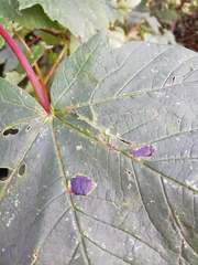 Rhytisma acerinum