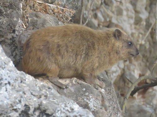 Rock Hyrax