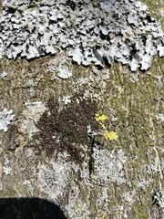 Frullania dilatata