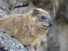 Rock Hyrax photo 1